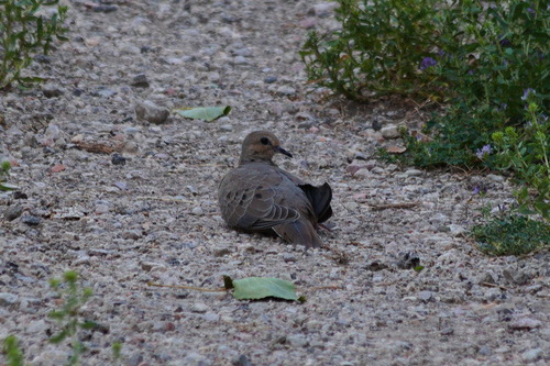 Mourning Dove photographed in Wyoming