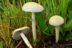 Protostropharia semiglobata image