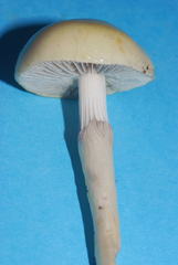 Protostropharia semiglobata image