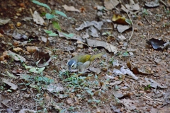 Myiothlypis leucophrys