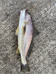Bearded Croaker photo 1