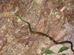 Dendrophidion percarinatum