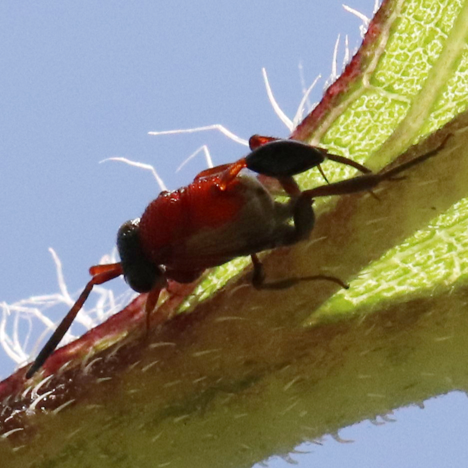 Hyptia femorata