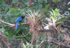 Cyanocorax melanocyaneus