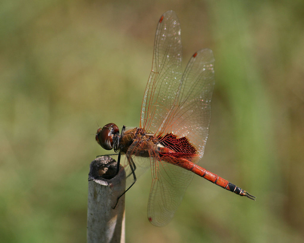Common Glider