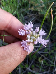 Allium lemmonii