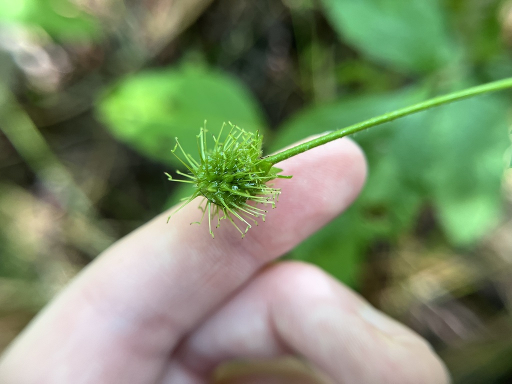 Geum virginianum; photograph (c) harrier, some rights reserved (CC BY)