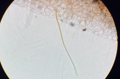 Psathyrella atrospora image