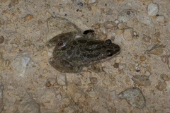 Pseudacris clarkii