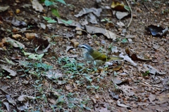 Myiothlypis leucophrys