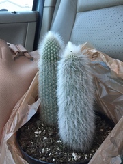 Cleistocactus strausii