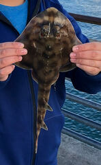 Banded Guitarfish photo 2