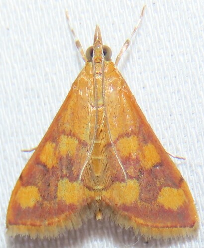 Pyrausta phoenicealis