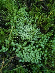 Psilocarphus tenellus