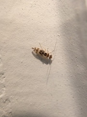 Graphopsocus