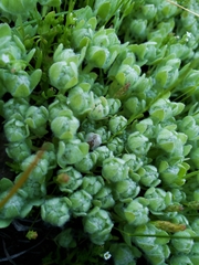 Psilocarphus tenellus