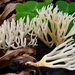White Coral Fungus - Photo (c) Christian Schwarz, some rights reserved (CC BY-NC), uploaded by Christian Schwarz