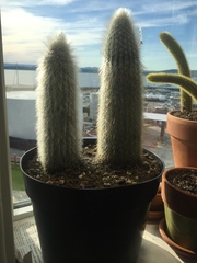Cleistocactus strausii