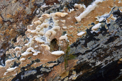Gloeoporus dichrous image