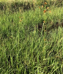 Rhynchospora indianolensis