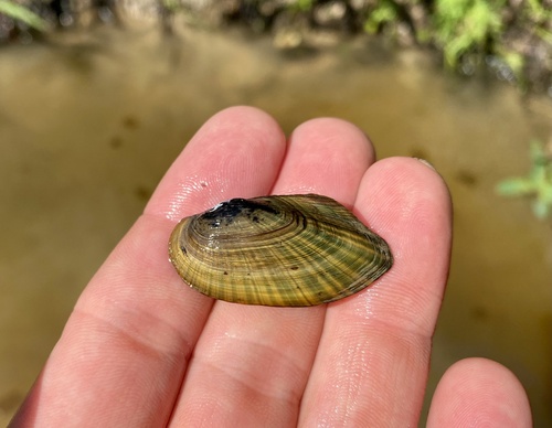 Pondmussel