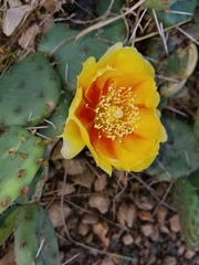 Opuntia cespitosa