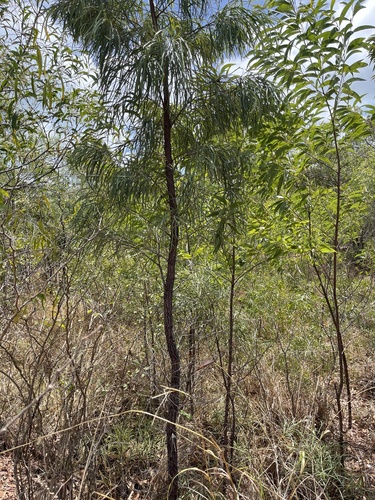 Image of Grevillea parallela by (c) Joshua Bishop, some rights reserved (CC BY)