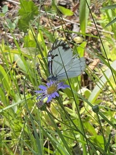 iNaturalist observation photo of Pine White
