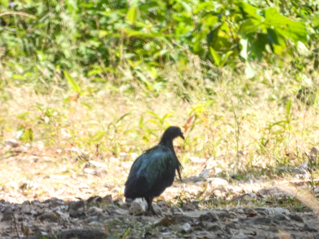 Nicobar Dove (Caloenas nicobarica)