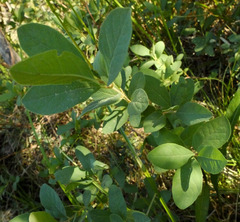 Lonicera caerulea cauriana