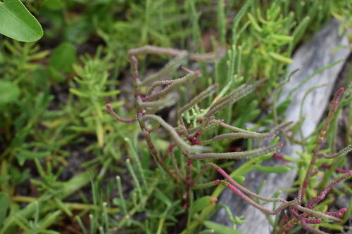 Image of Salicornia ambigua by (c) Kristály Cravens-Liszak, some rights reserved (CC BY)