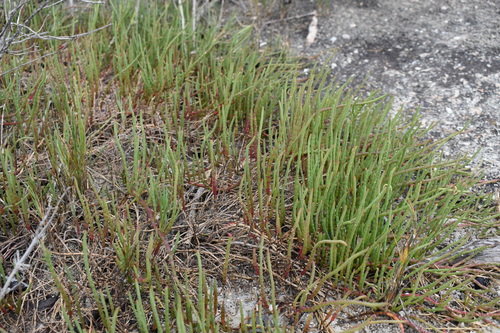 Image of Salicornia ambigua by (c) Kristály Cravens-Liszak, some rights reserved (CC BY)