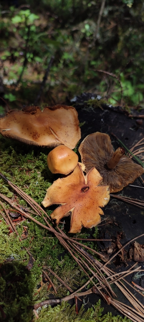 Hebeloma ambustiterranum