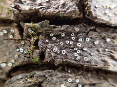 Stictis radiata image