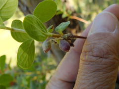 Lonicera caerulea cauriana
