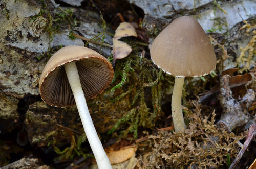 Tall Psathyrella
