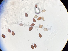 Psathyrella longipes image