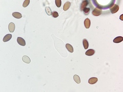 Psathyrella longipes image