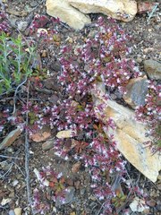 Sidotheca emarginata