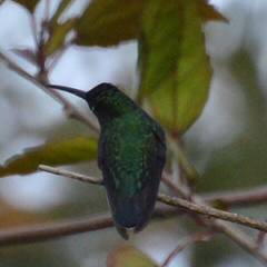 Anthracothorax aurulentus