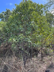 Long-valve Welchiodendron (Welchiodendron longivalve)