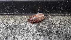 Polyphylla occidentalis