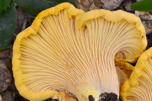 California Golden Chanterelle
