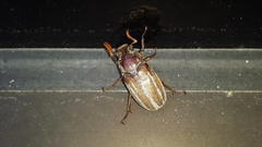 Polyphylla occidentalis