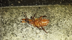 Polyphylla occidentalis