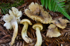 Hygrocybe nitrata image