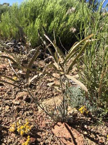 pinyon rockcress (Arabis dispar)