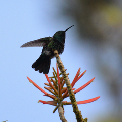 Anthracothorax aurulentus