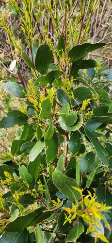 Tamanian Yellow Gum (Eucalyptus johnstonii)