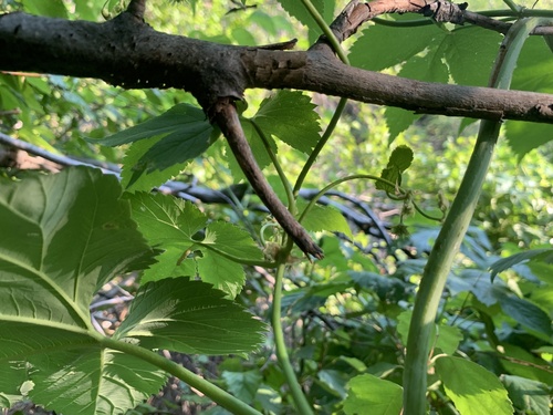 Image of Humulus neomexicanus by (c) Zach Earl, some rights reserved (CC BY)